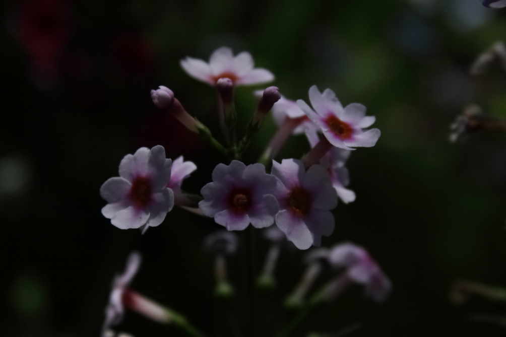 2012 05 20 4016